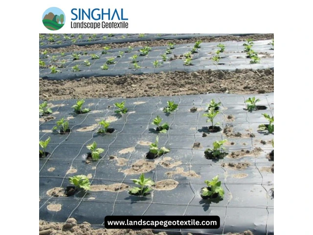 Multipurpose Mulch Film for Modern Agricultural Solutions photo 1