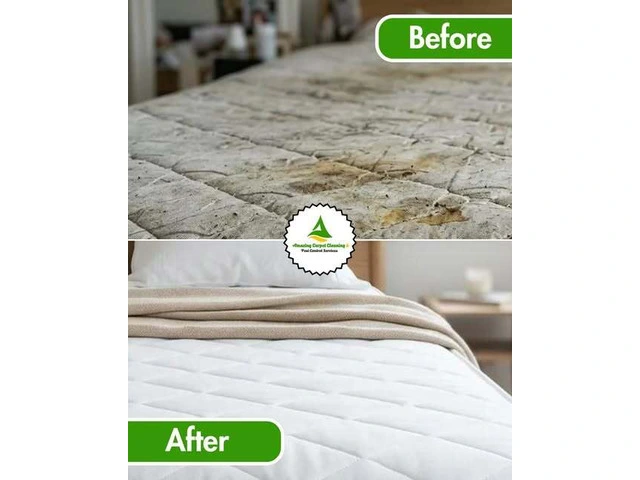 Reliable Carpet Cleaning Experts in North Brisbane | Quality Cleaning Solutions photo 1