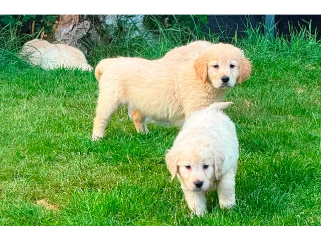 PremiumGorgeous AKC Reg Golden Retriever Puppies photo 1