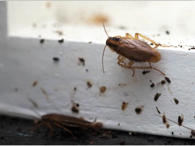 Pest Control Texas photo 1