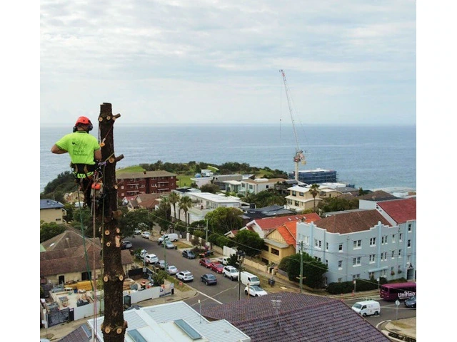 Stump Grinding Sydney photo 1