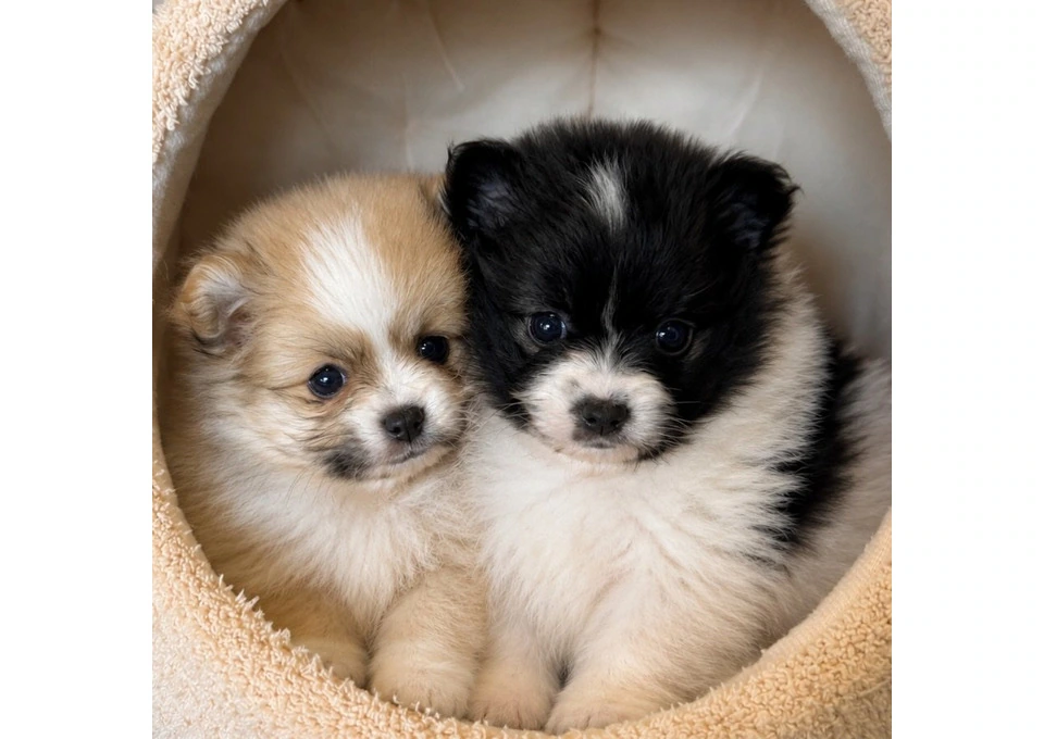 Trusted Pomeranian Puppies from Experienced Breeders photo 1