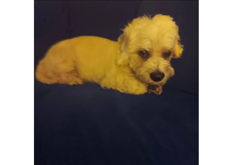 Selling my beloved dog photo 1