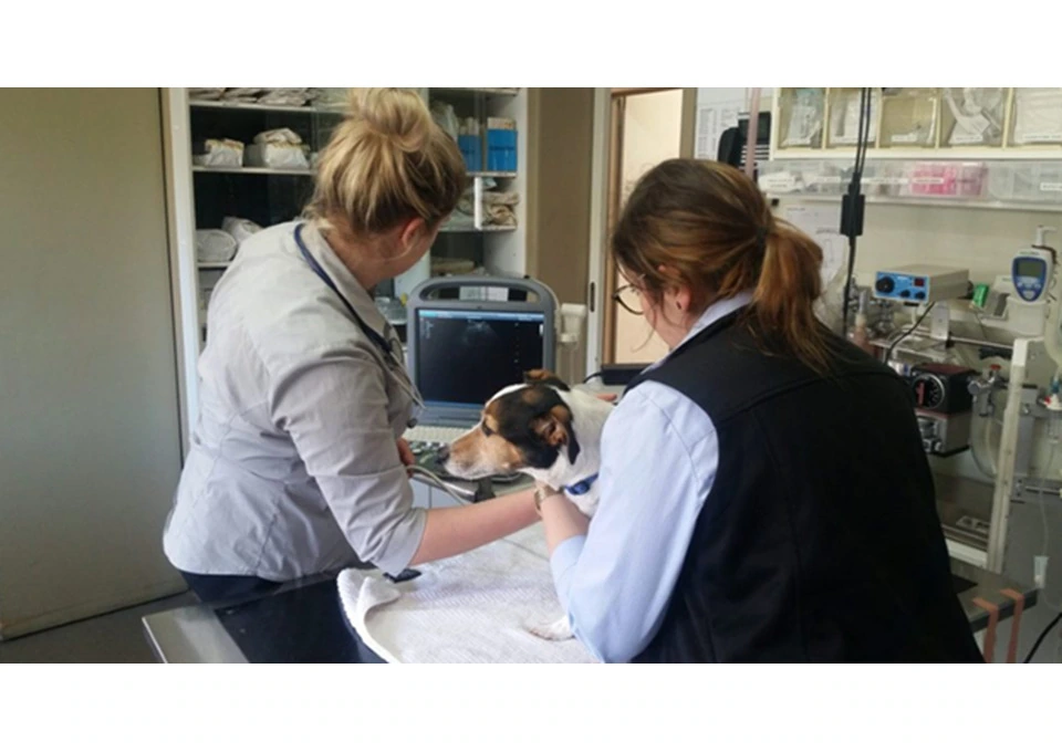 Book Professional Pet Ultrasounds in Keysborough photo 1