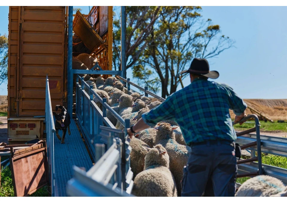 Looking for Reliable Livestock Export Services in Adelaide? photo 1
