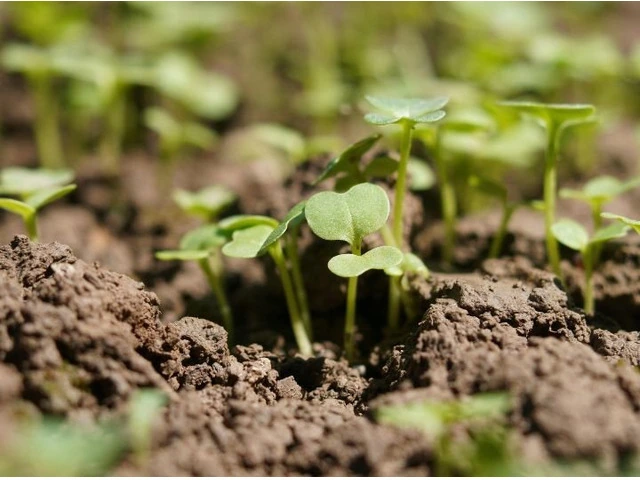 A Simple Guide to Slow-Release Fertiliser for Gardens photo 1