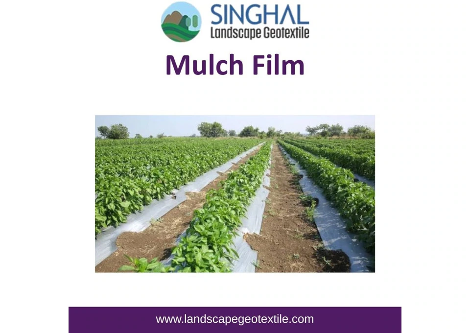 Mulch Film Supporting Efficient and Sustainable Cultivation photo 1