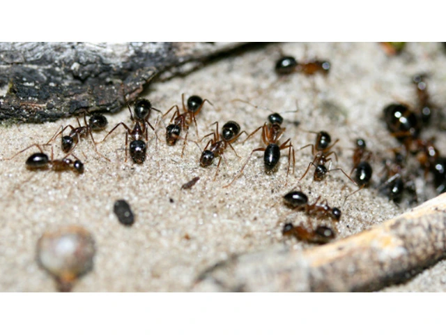 Pest Control Goondiwindi