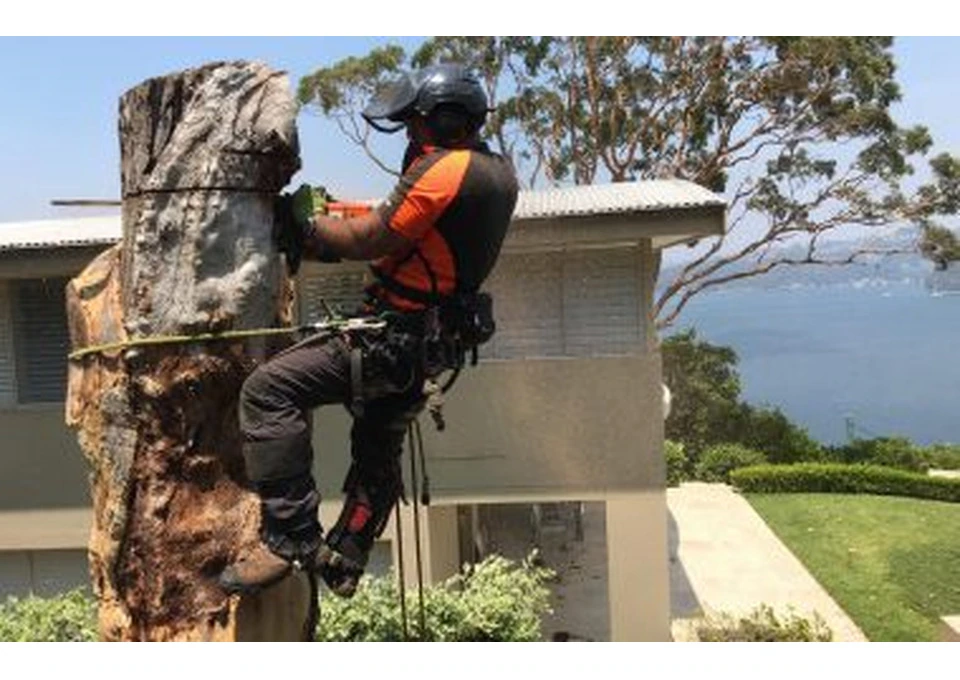 Full Tree Services Sydney photo 1