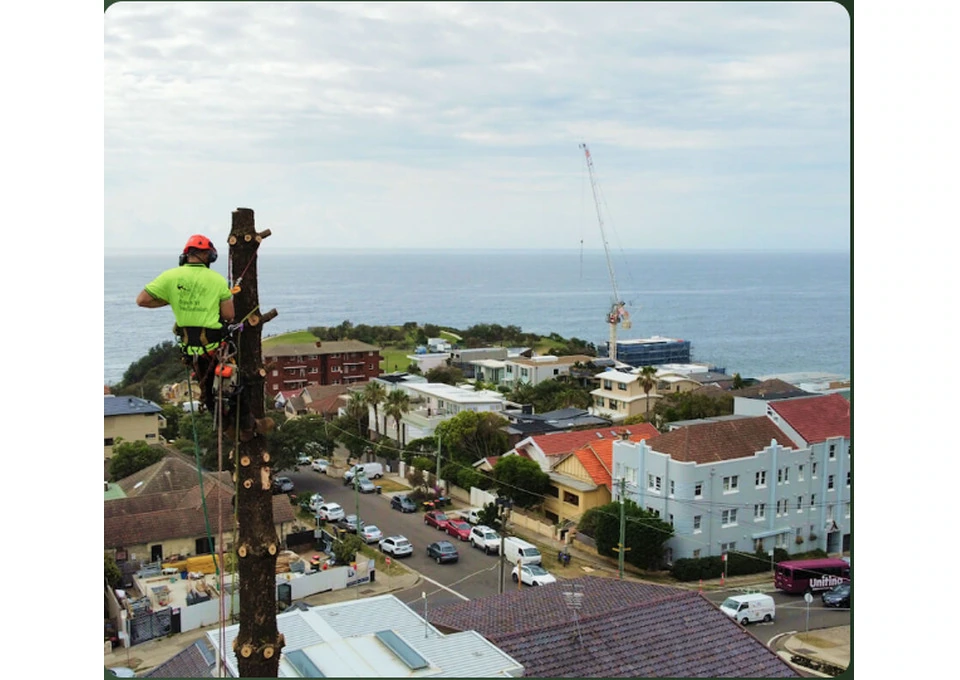 Tree Pruning Sydney photo 1