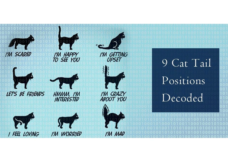 9 Cat Tail Positions Decoded: Understand Your Cat’s Mood