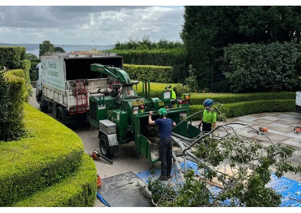 Tree Removal Pymble photo 1