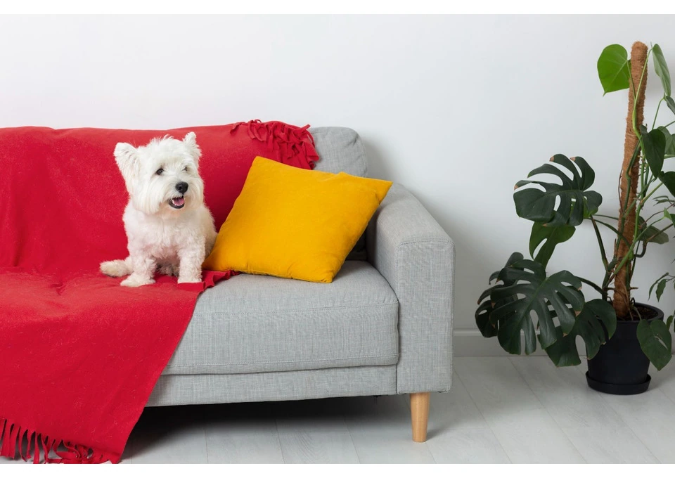 Transform Your Furniture with Custom Upholstery Services in Northern Beaches photo 1