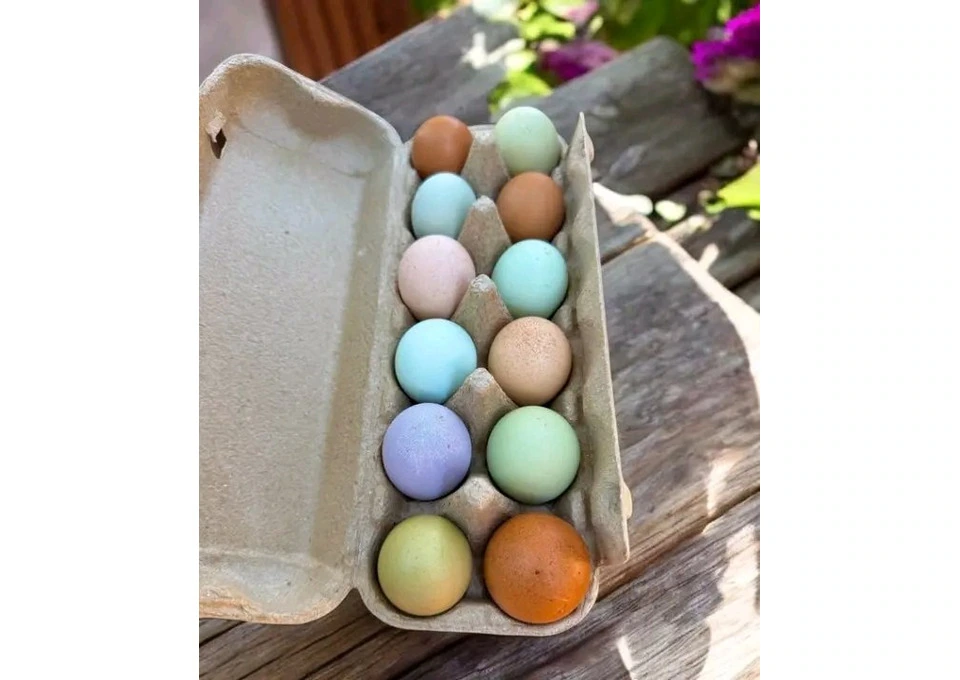 Rainbow dozen hatching fertile Eggs photo 1
