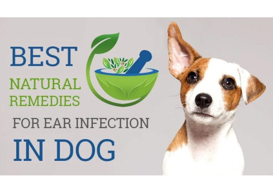 Best Natural Remedies for Ear Infection in Dogs