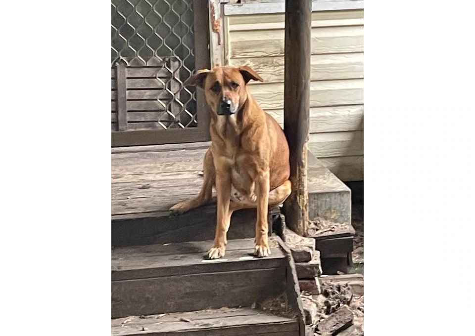 Female dog desperately needs a home photo 1