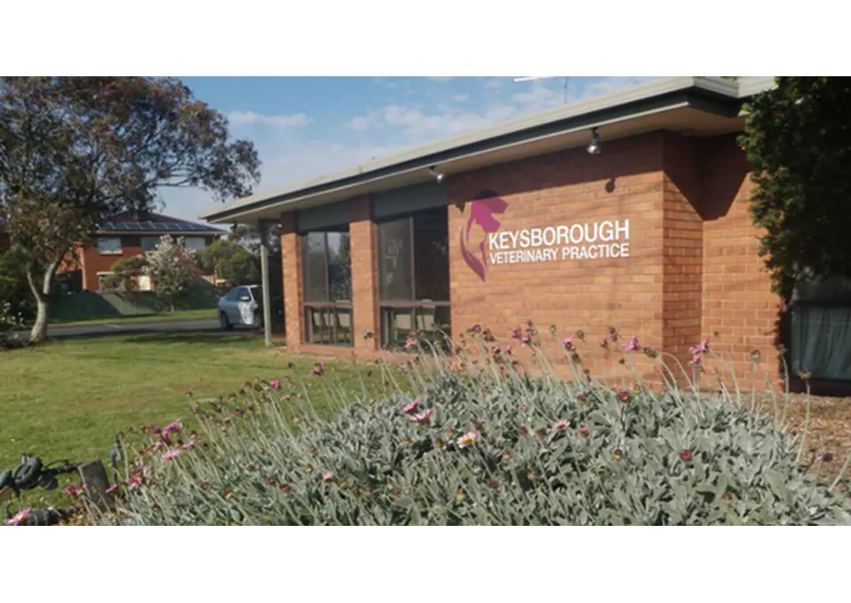 Professional Vet in Springvale for Trusted Pet Healthcare photo 1