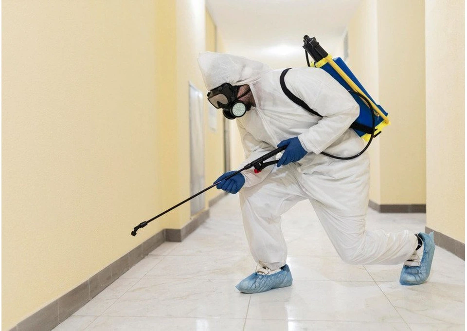Termite Inspection – Early Detection for Long-Term Property Protection