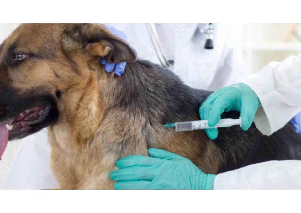 Choose Quality Vaccination Care for Your Beloved Dog photo 1