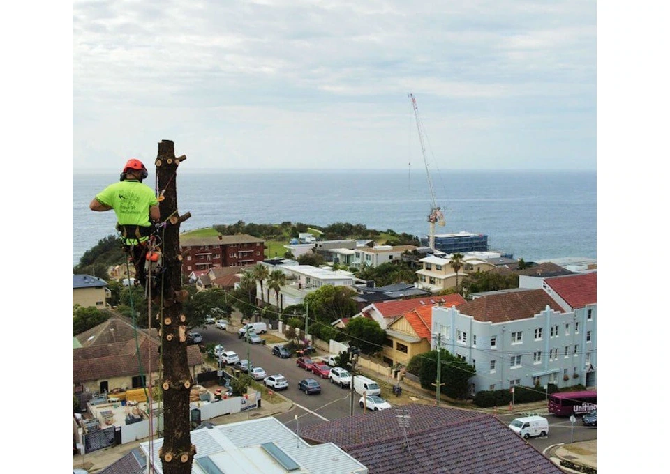 Arborist Sydney photo 1