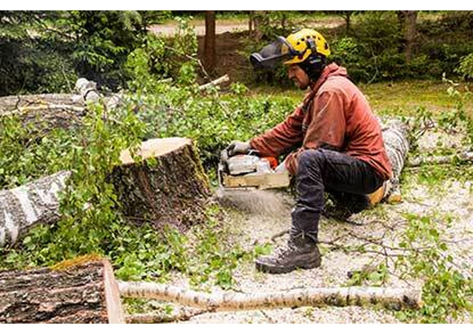 Tree Cutting North Shore Sydney photo 1