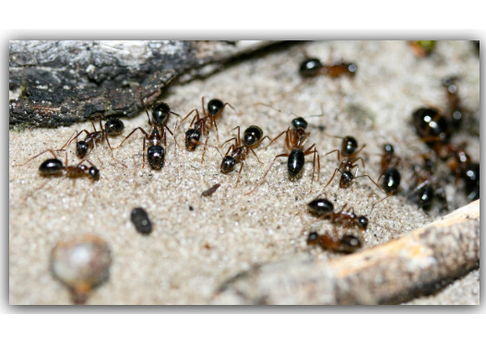 Pest Control Moree