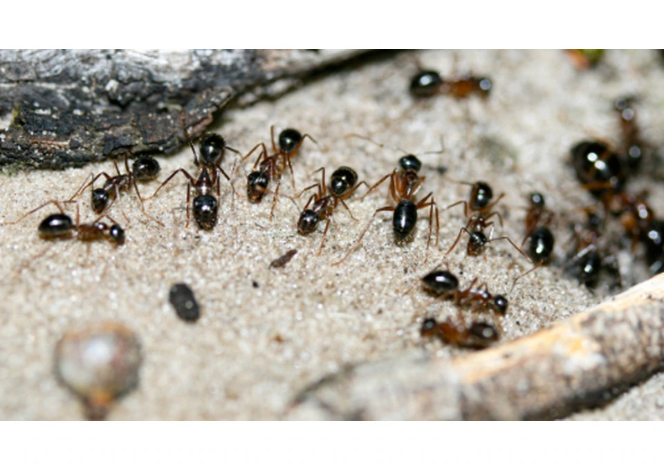 Pest Control Goondiwindi photo 1