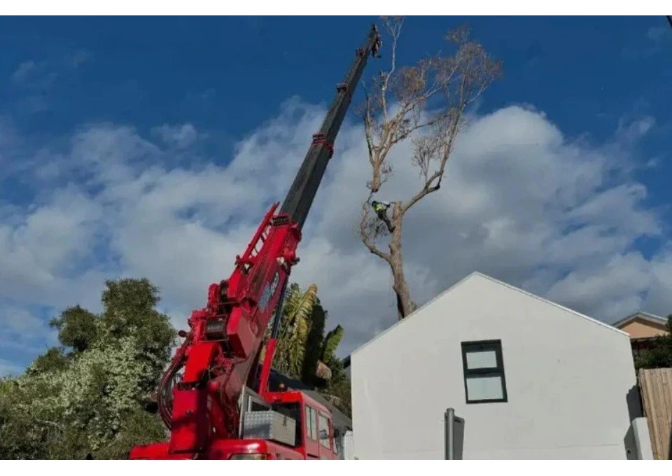 Tree Removal Chatswood photo 1