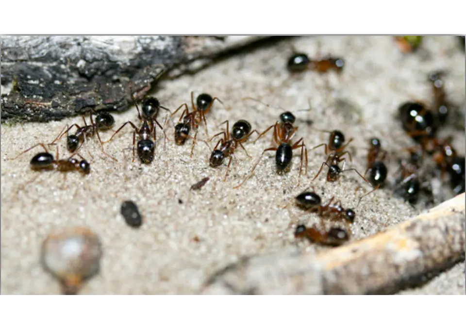 Pest Control Texas photo 1