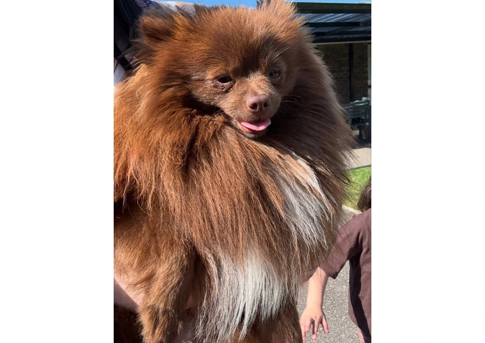 Meet Your Perfect Pomeranian Companion with The Pomfather