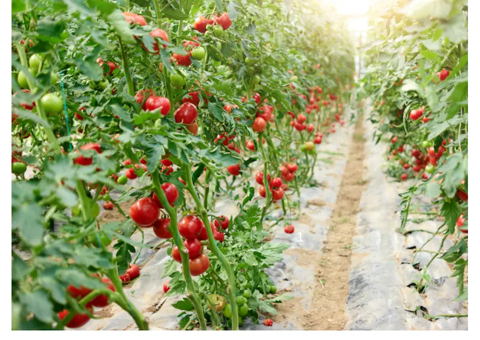 What Is the Best Indoor Plant Fertiliser for Healthy Growth? photo 1