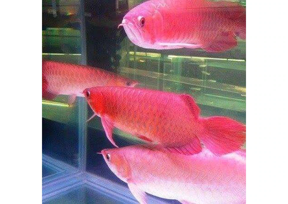 Arowana fish for sale and full tank setup for sale photo 1