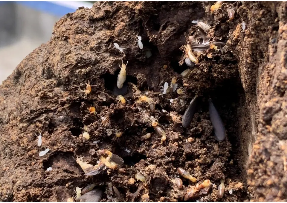 Termite Barriers in Gold Coast | Termicide photo 1