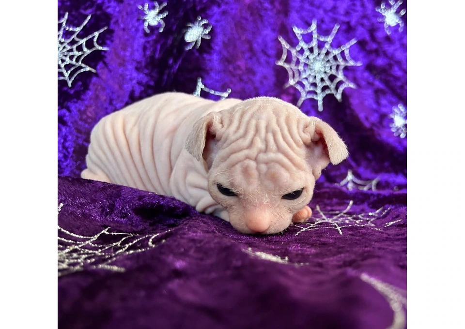 Last Boy Litter AQ photo 1