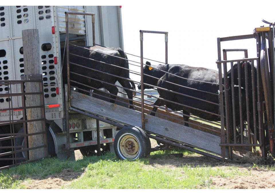 Trusted Animal Logistics Solutions Across Australia photo 1