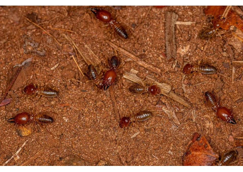 Pest Control Subiaco photo 1