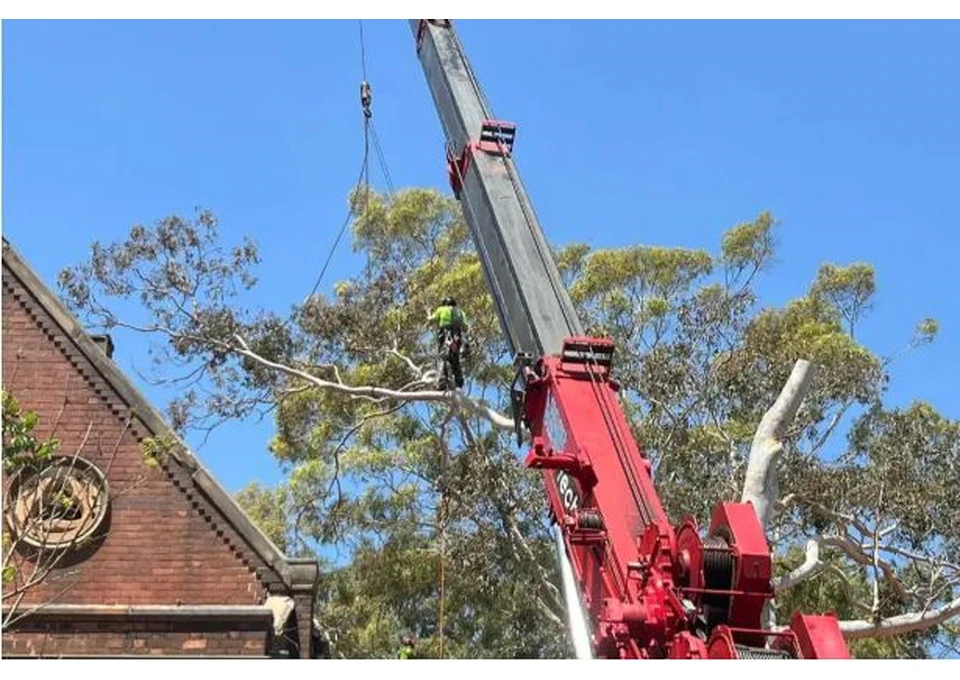 Tree Removal Roseville photo 1
