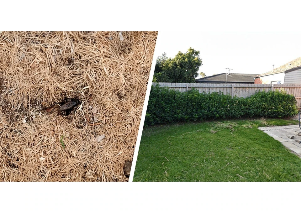 Relocate Mature Plants with Shrub Moving Services in Bentleigh photo 1