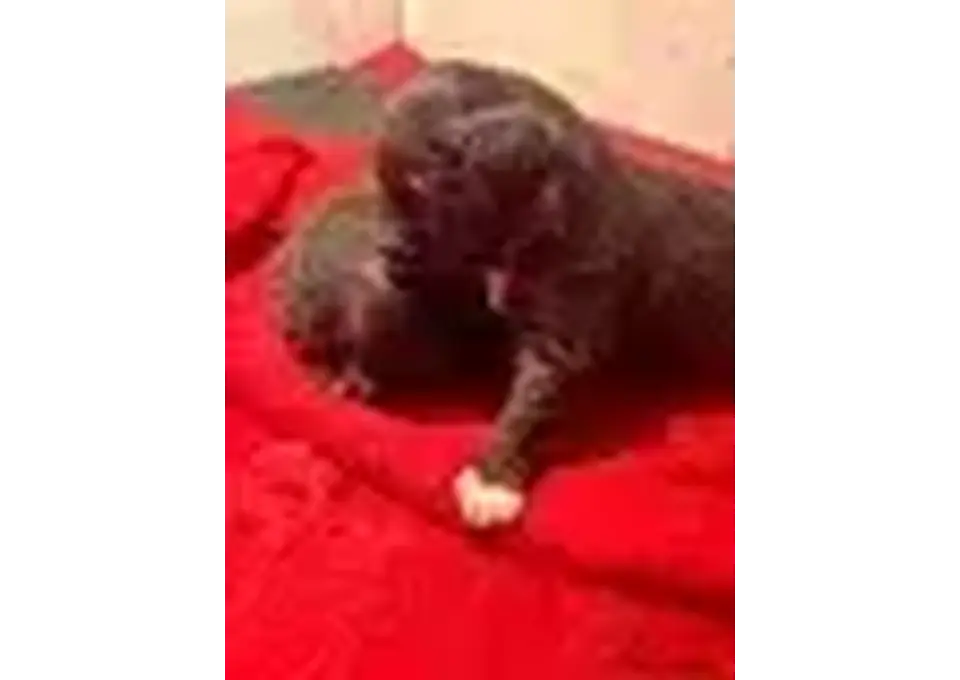 Border doodle puppies photo 1